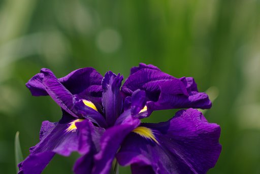 Super-Multi-Coated TAKUMAR/6X7 150mm F2.8