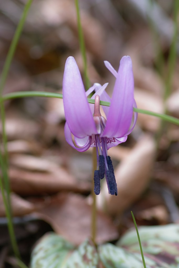 【緑】花の命は短いから