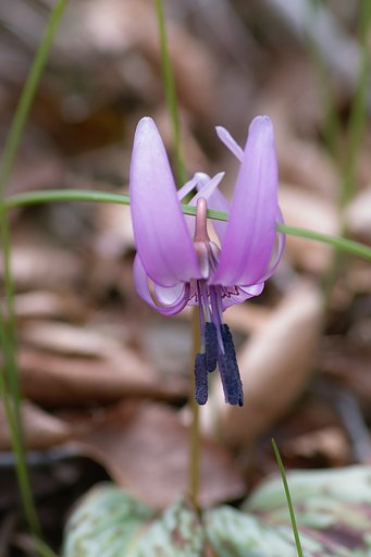 【緑】花の命は短いから