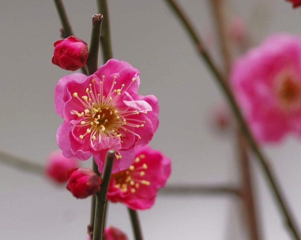 紅梅