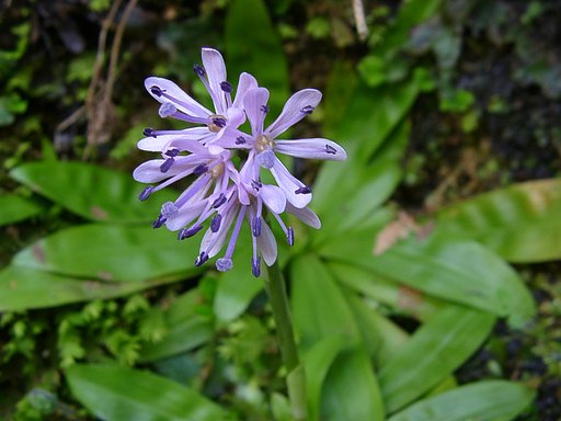 山裾の半日陰に咲くショウジョウバカマ