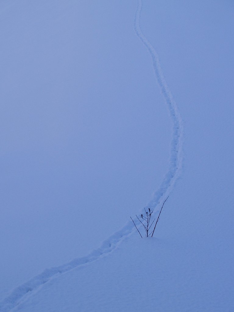 ここを歩いてった君は誰？