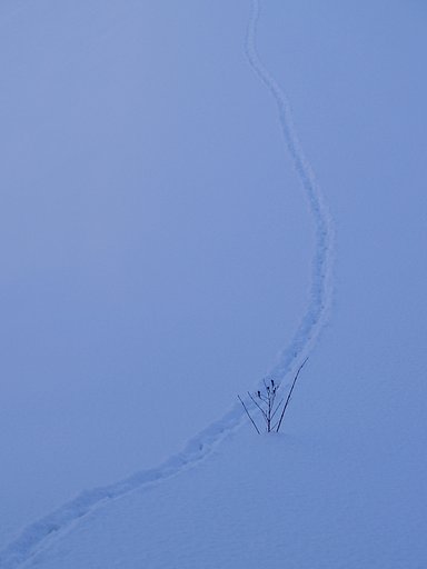 ここを歩いてった君は誰？