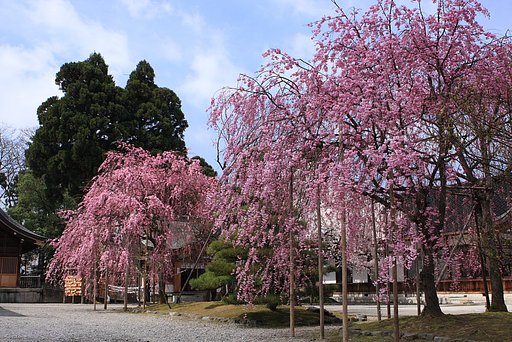 枝垂れ桜