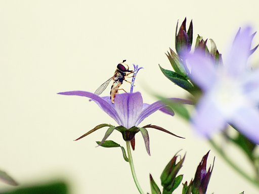 【植】蜂
