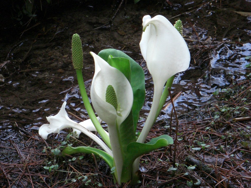 ミズバショウ（水芭蕉）