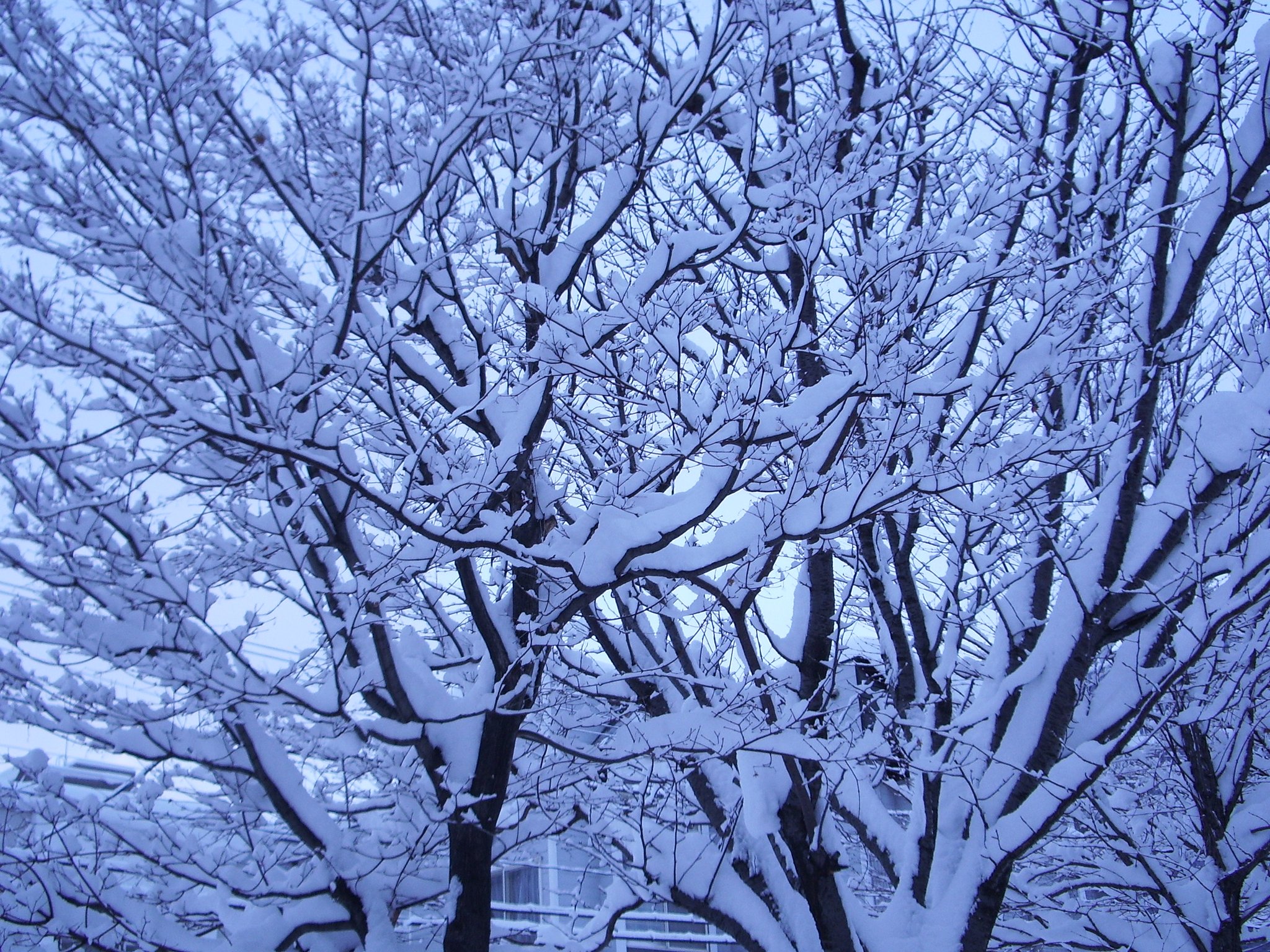 小枝&雪