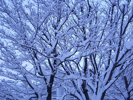 小枝&雪