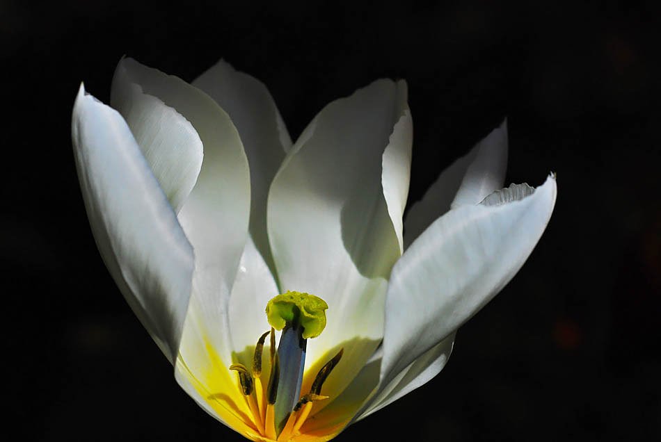 チューリップの花びらの内側