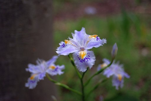 SMC PENTAX 30mm F2.8
