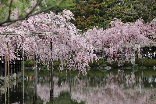 八重紅枝垂桜