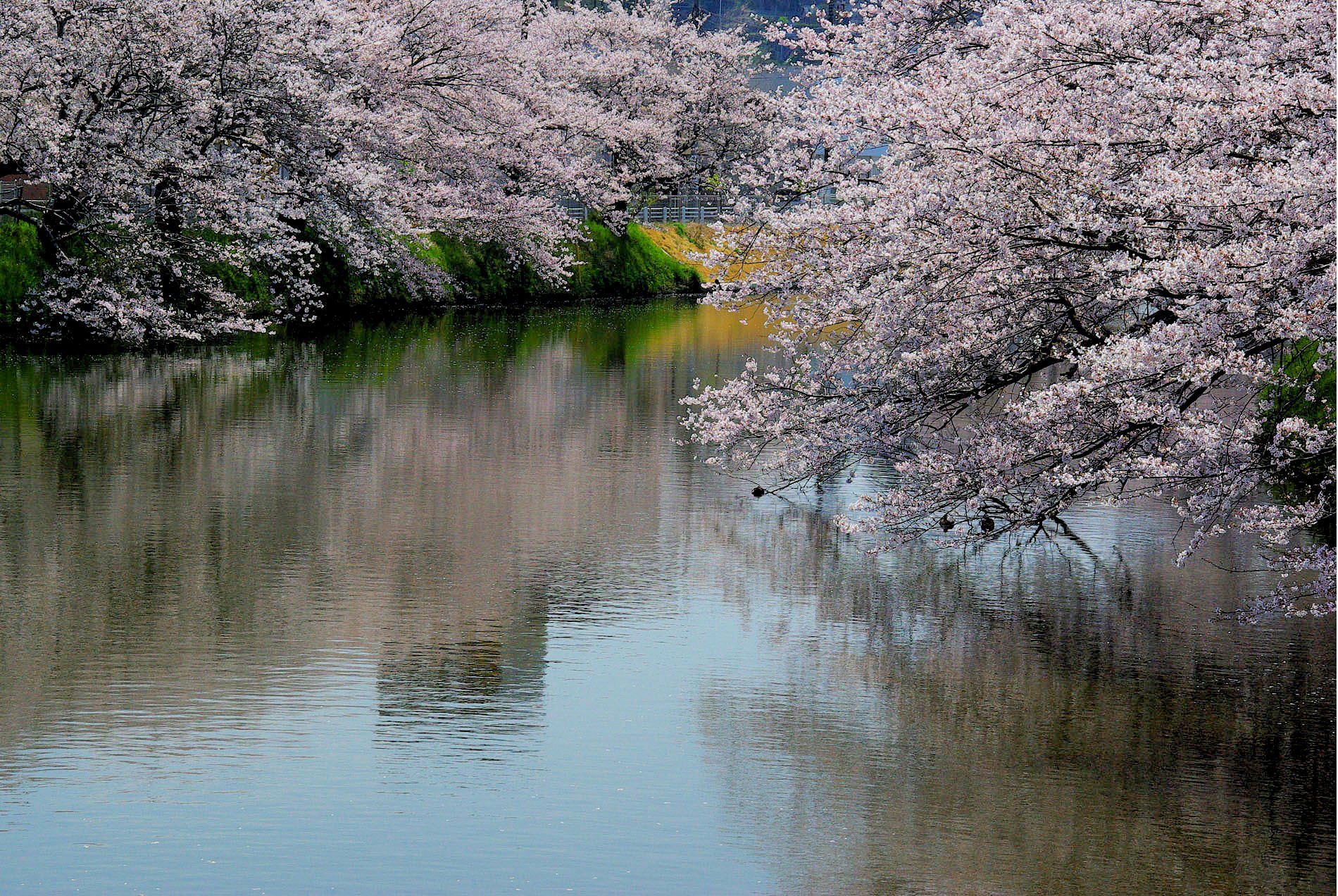 十間川の桜（佐原）ー３
