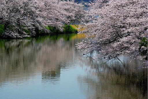 十間川の桜（佐原）ー３