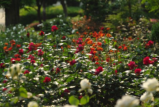 咲き乱れる薔薇