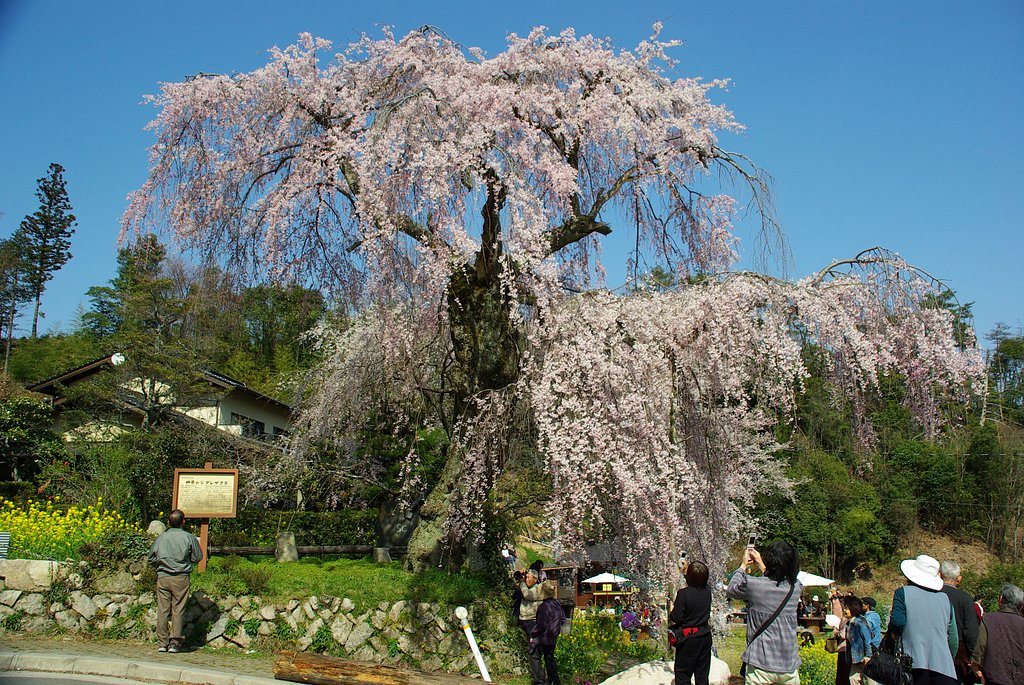 （リクエスト）しだれ桜　その1