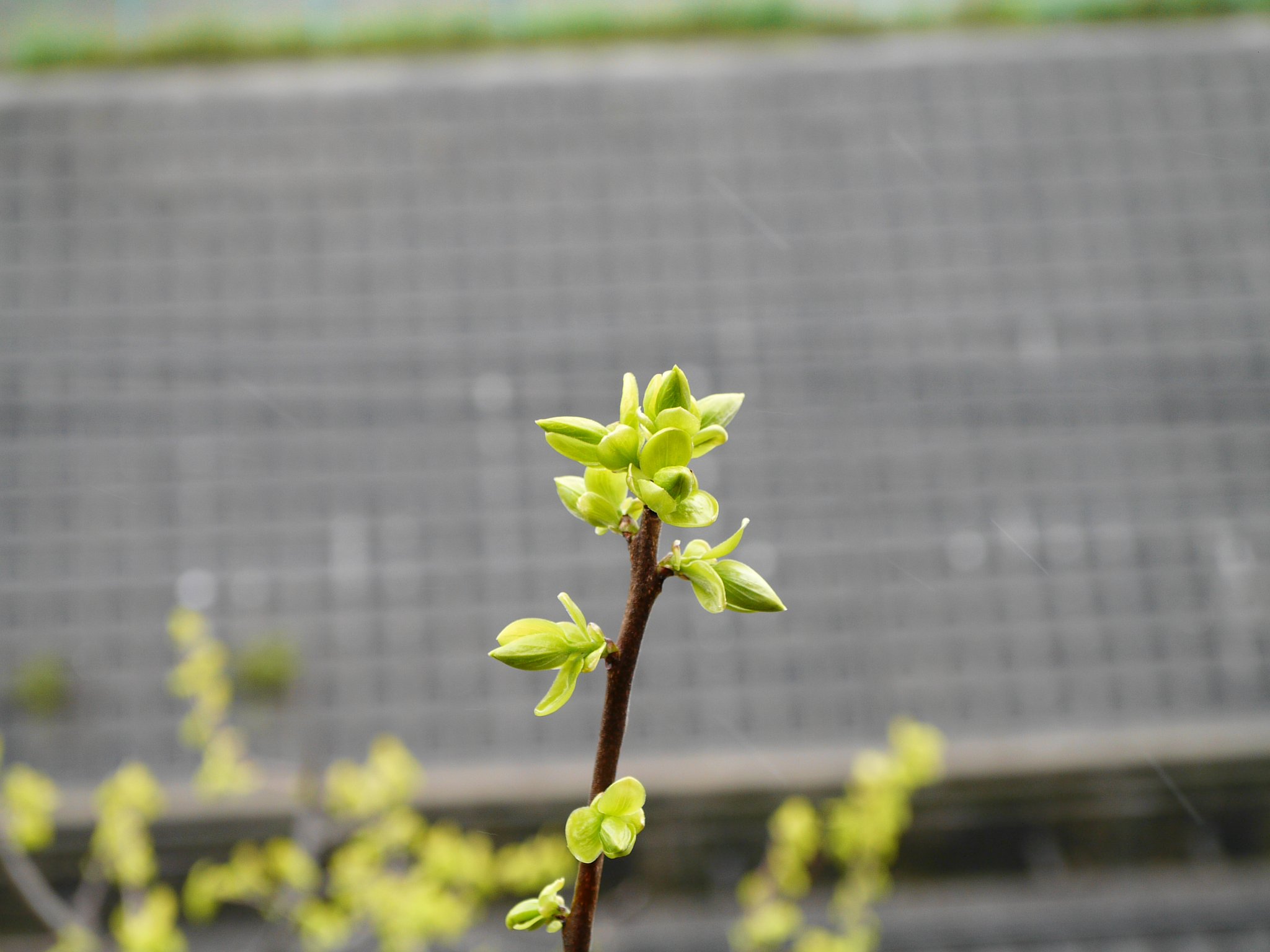 柿の木の芽