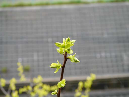 柿の木の芽
