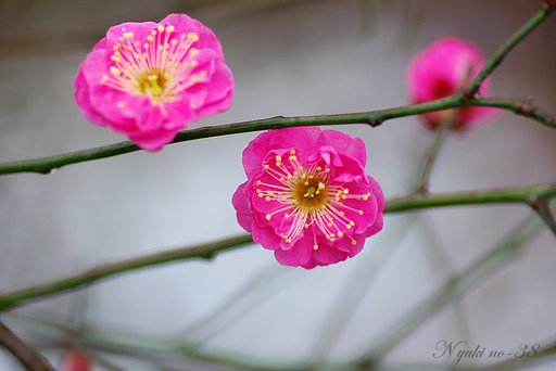 この花は？
