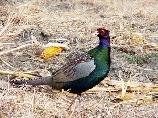 【緑】証拠写真の鳥（５）雉