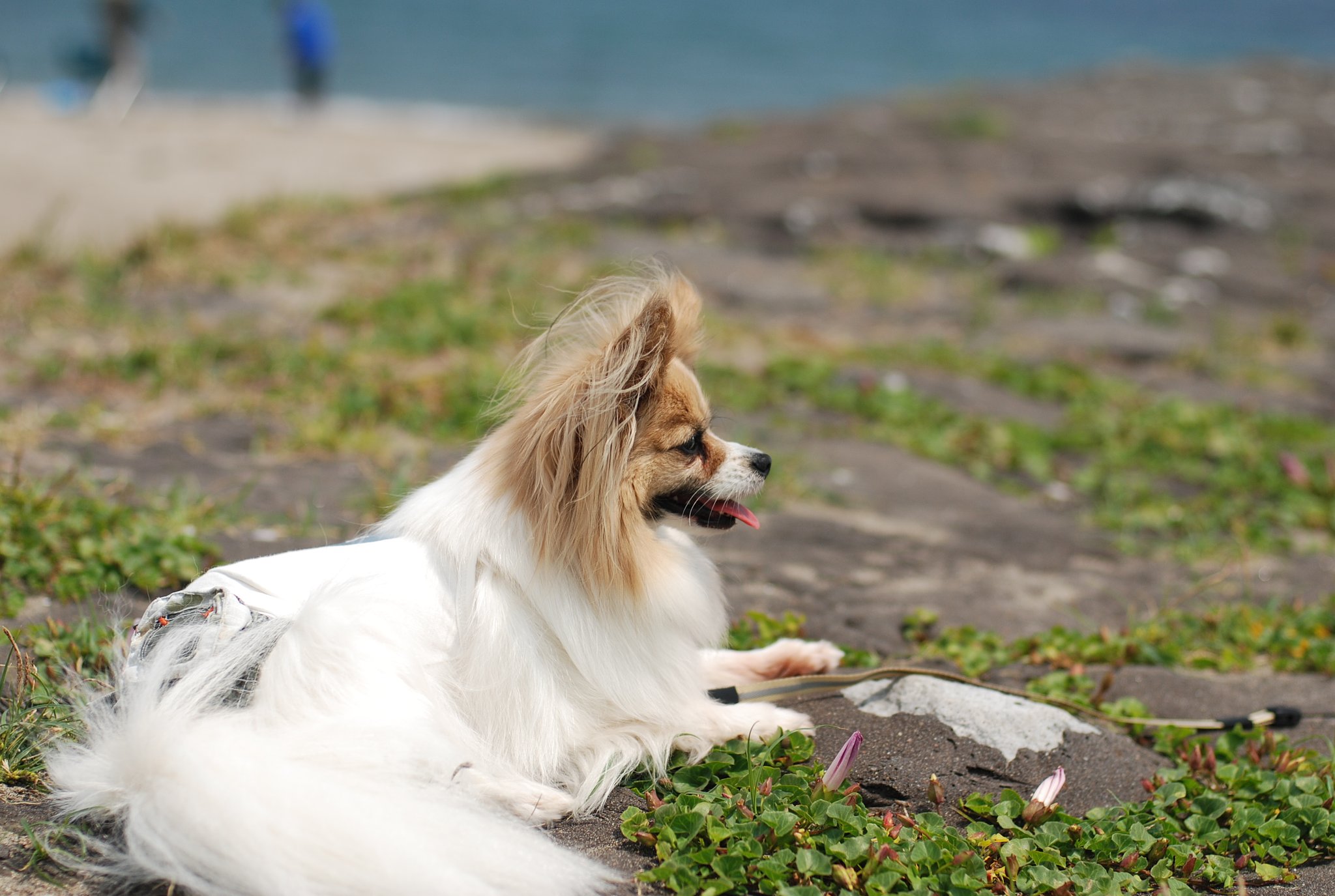 海