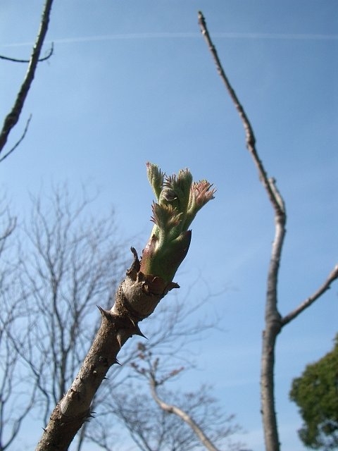 〜タラの芽〜