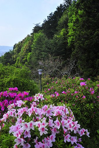 ツツジの花