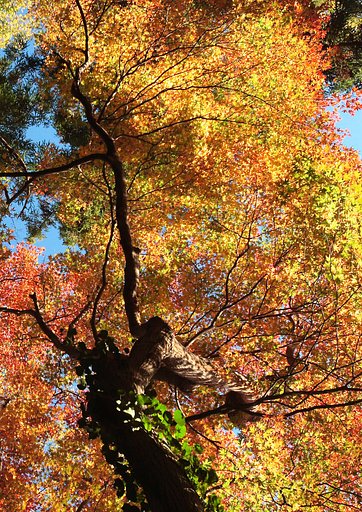 天空の紅葉