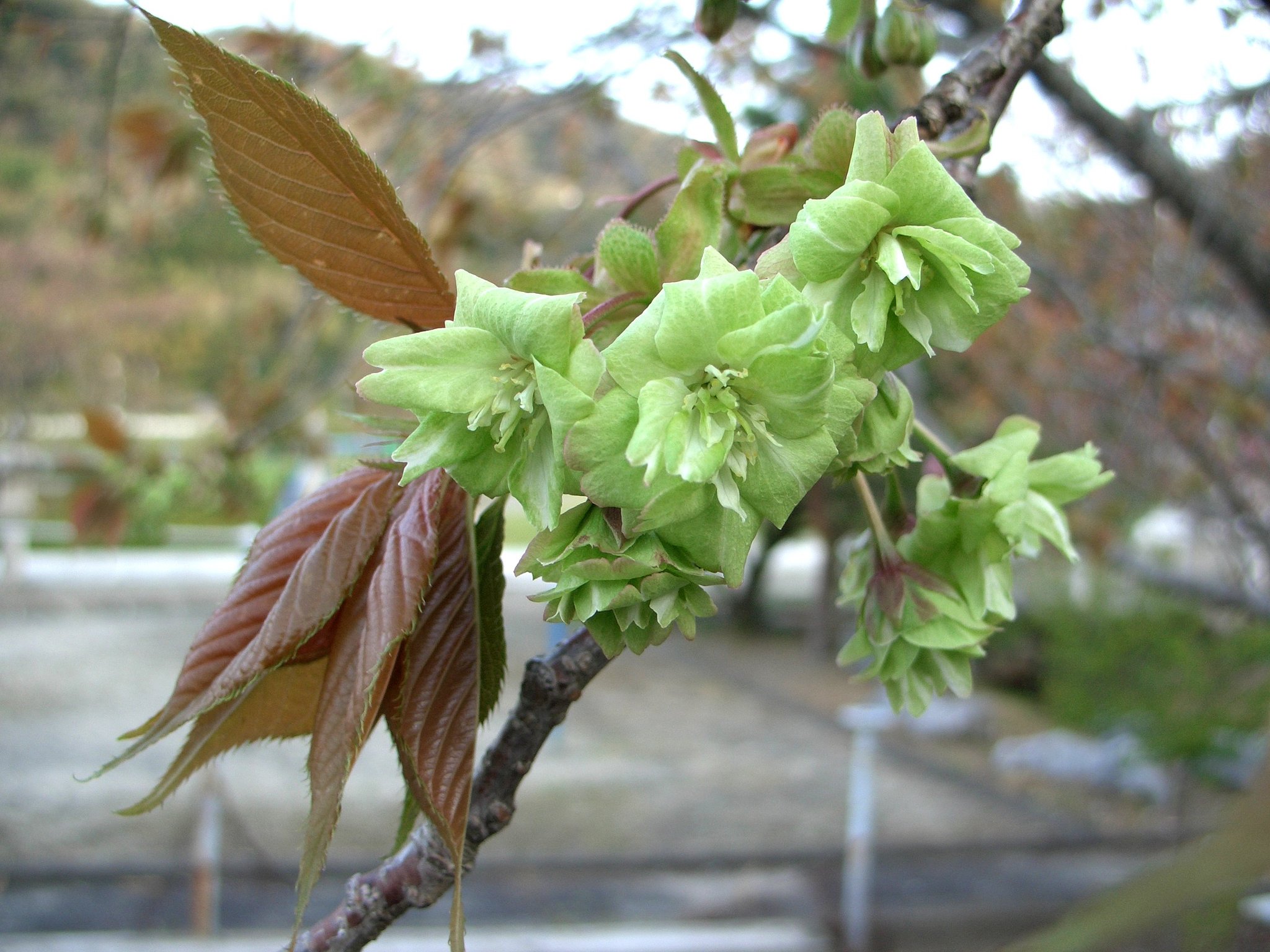 御衣黄桜