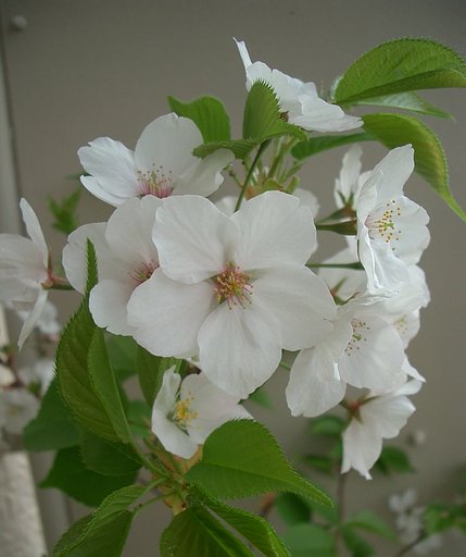 〜今朝のど根性桜〜