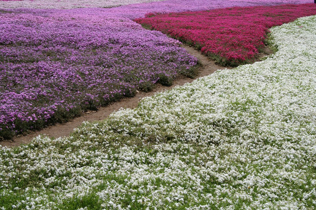 【植】芝桜の絨毯