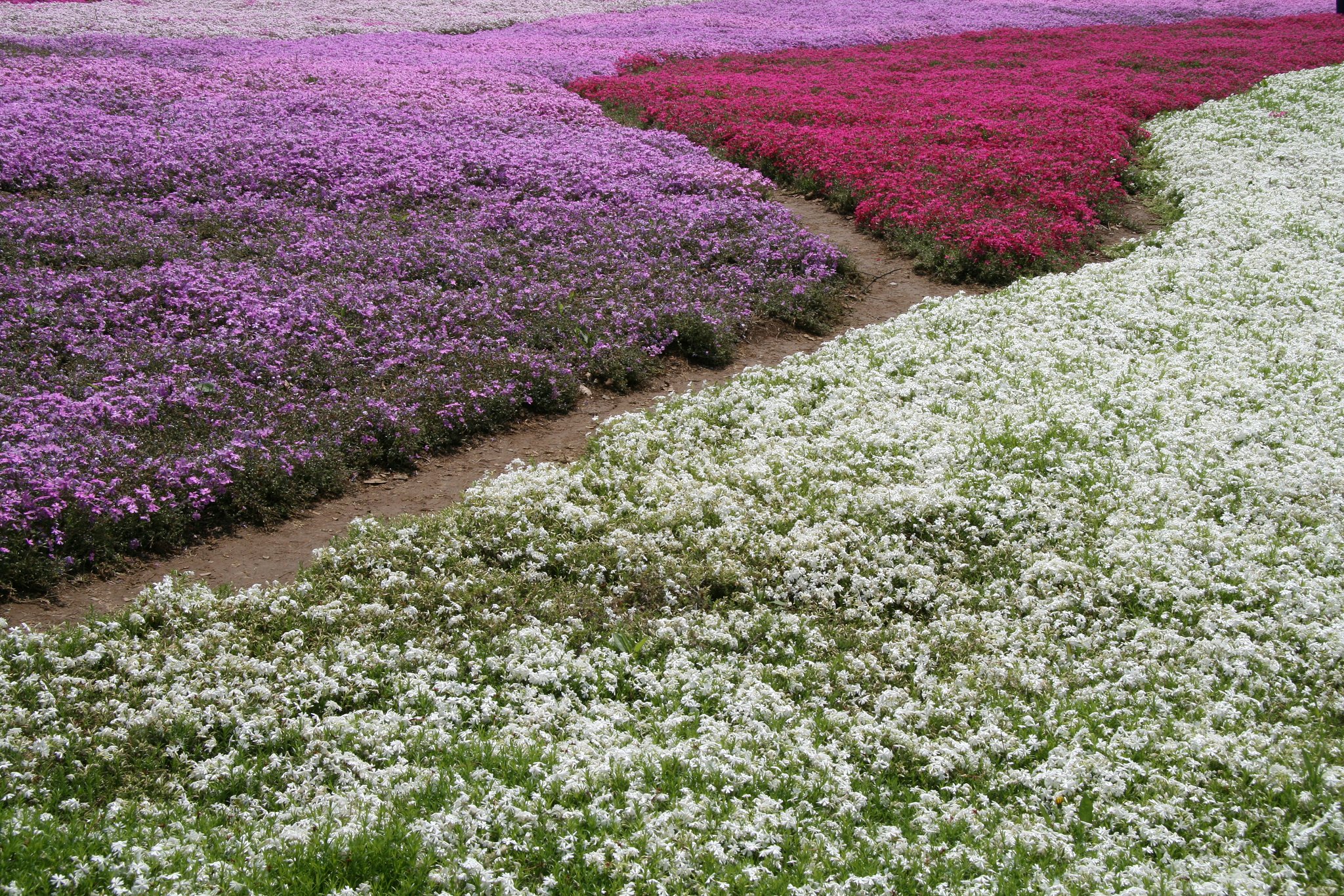 【植】芝桜の絨毯