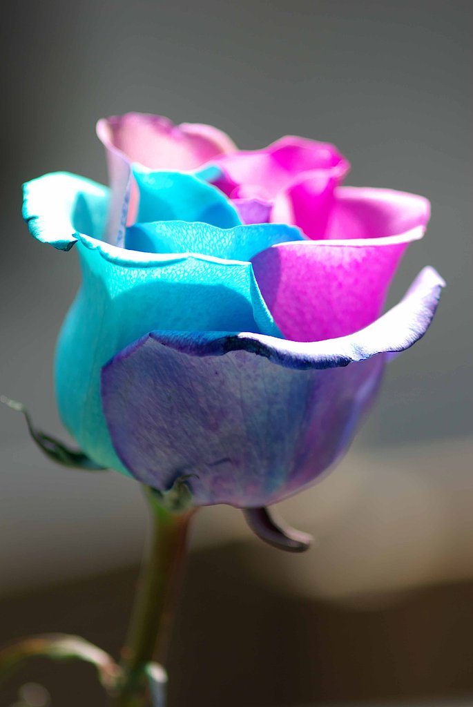 造花？