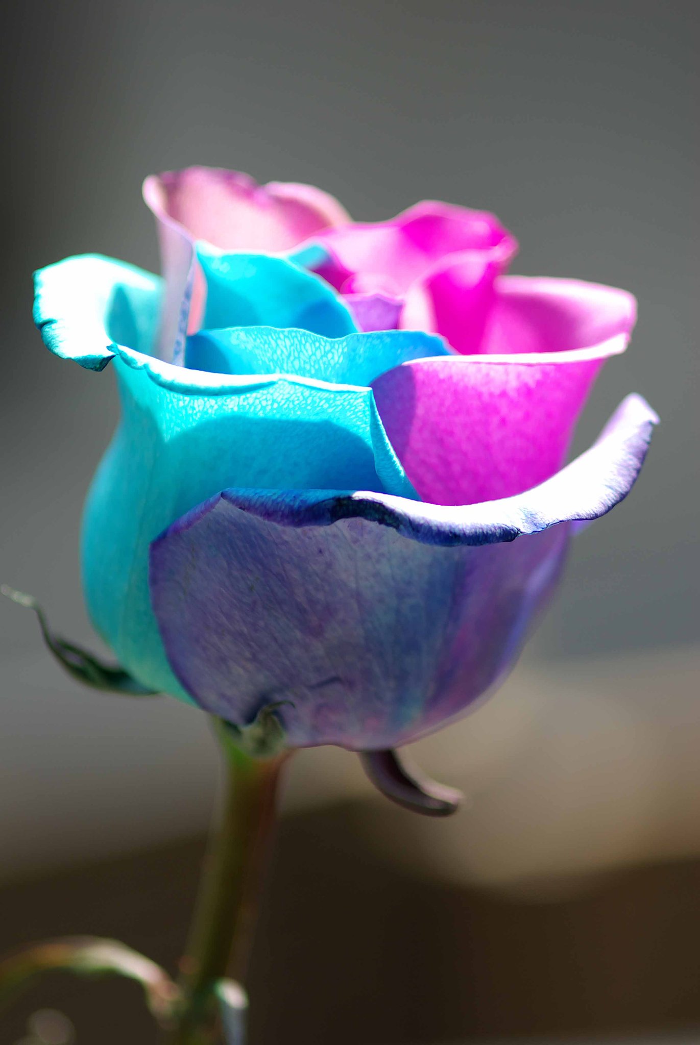 造花？