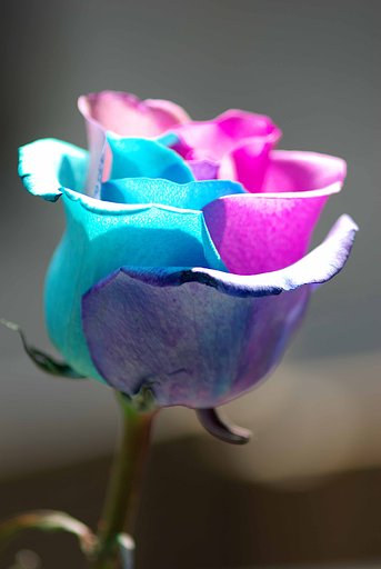 造花？