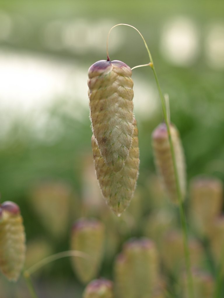 教えて、この植物、なんていうの？