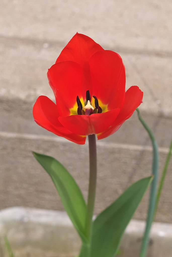 真っ赤なチューリップが今年も開花しました。