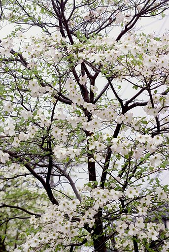 「緑」雨にも負けず