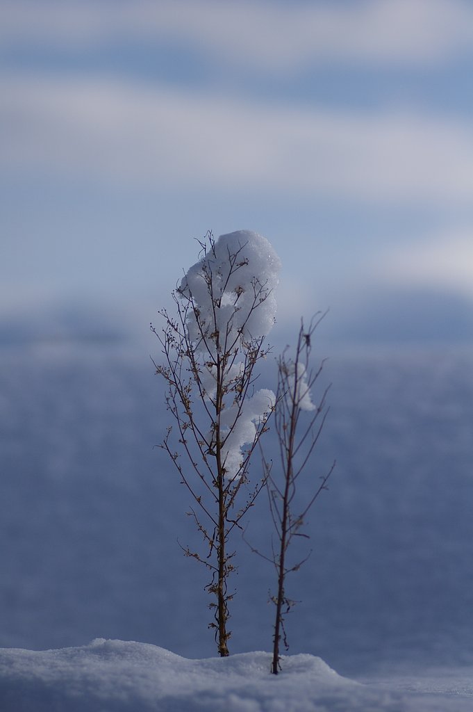 雪の花