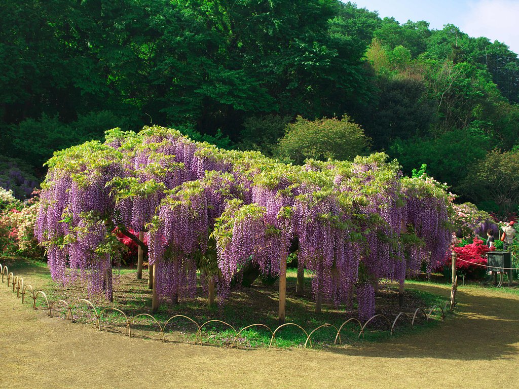 世界が息を呑んだ美しさ。第一弾・・・
