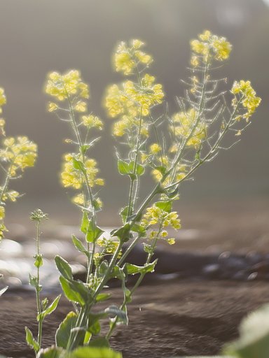 菜の花