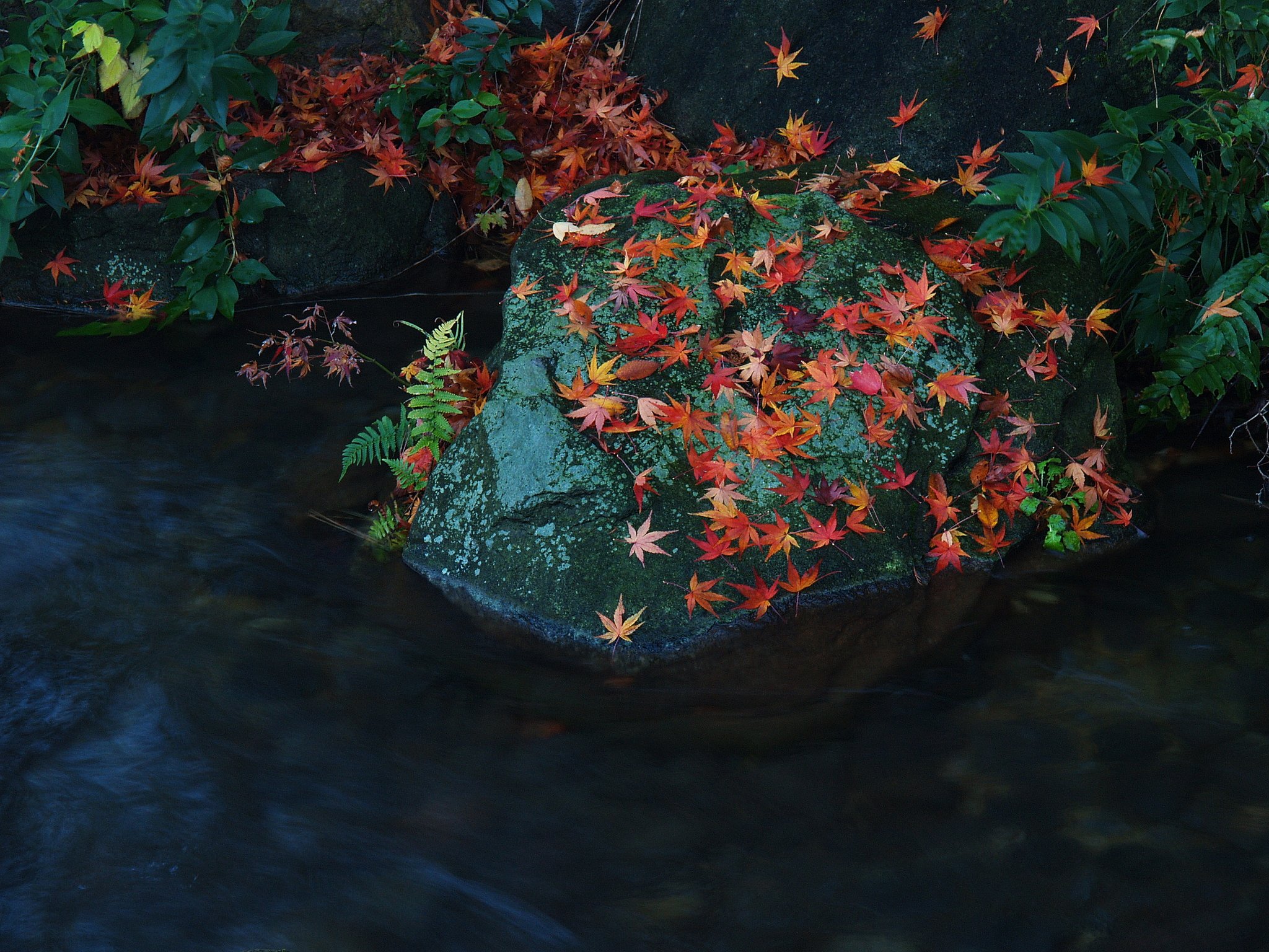 唐紅に・・・