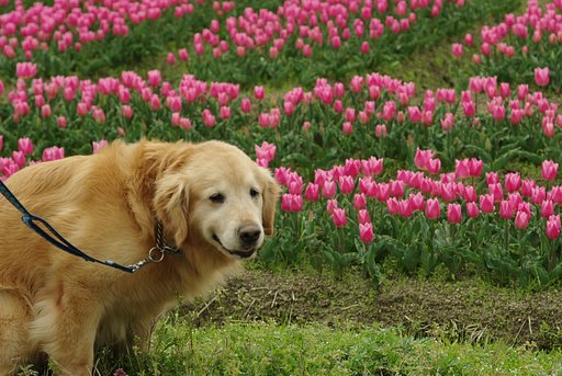 犬だってうっとり