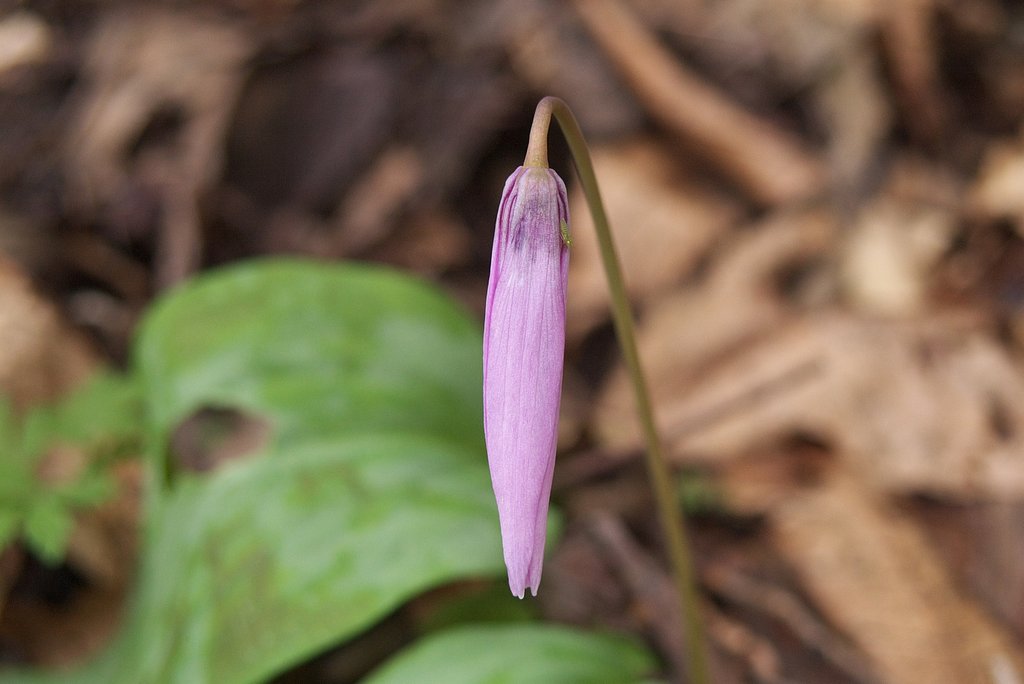 もうすぐ開くカタクリの花