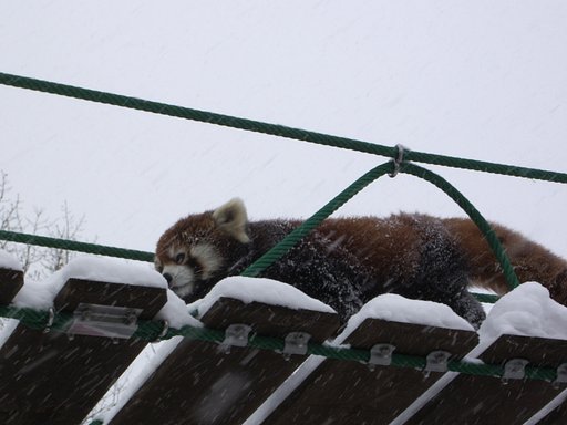 レッサーパンダ（2）
