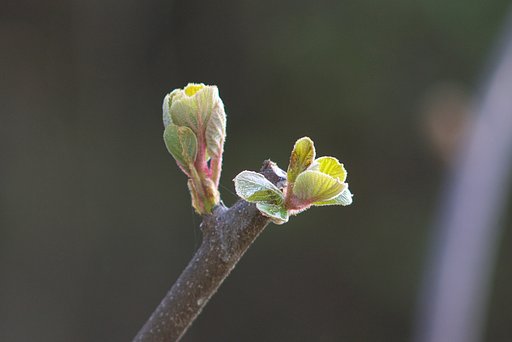 キウイフルーツの新芽