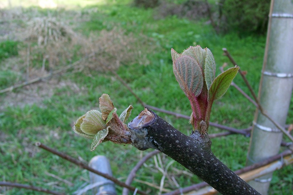 キウイフルーツの新芽です。