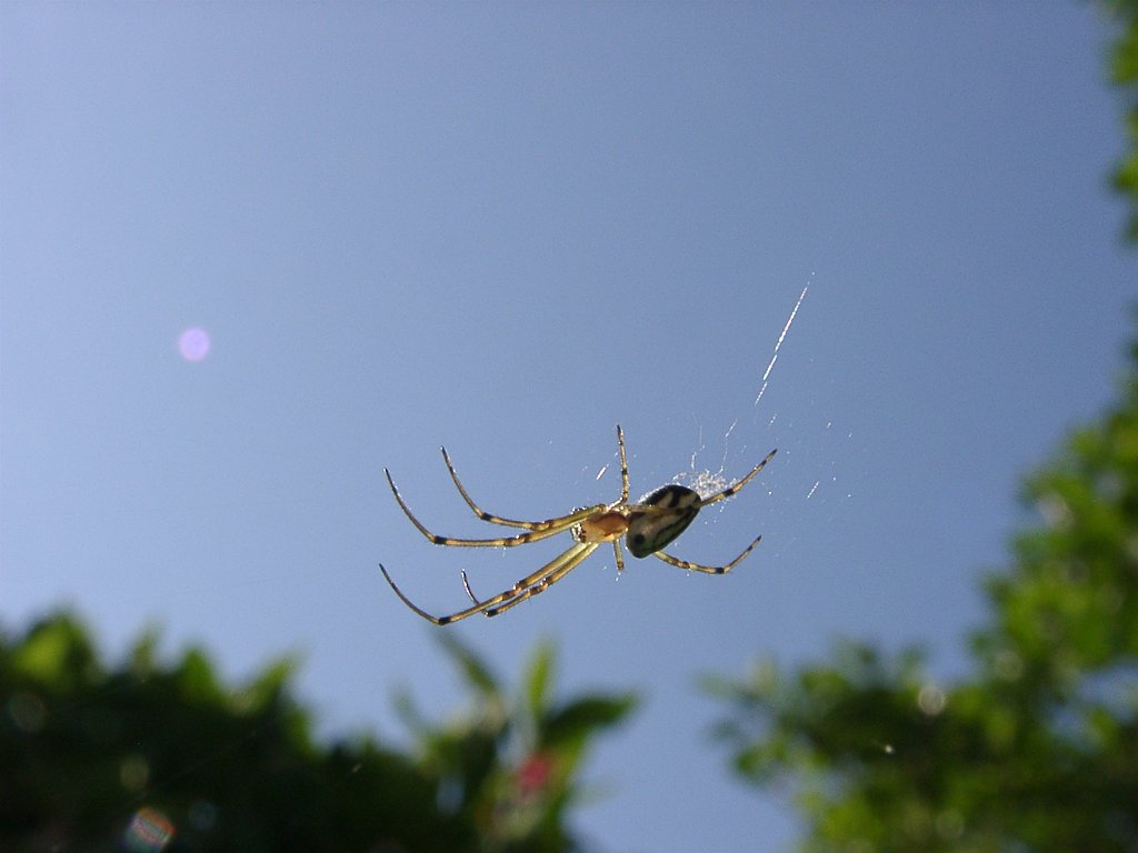 朝蜘蛛