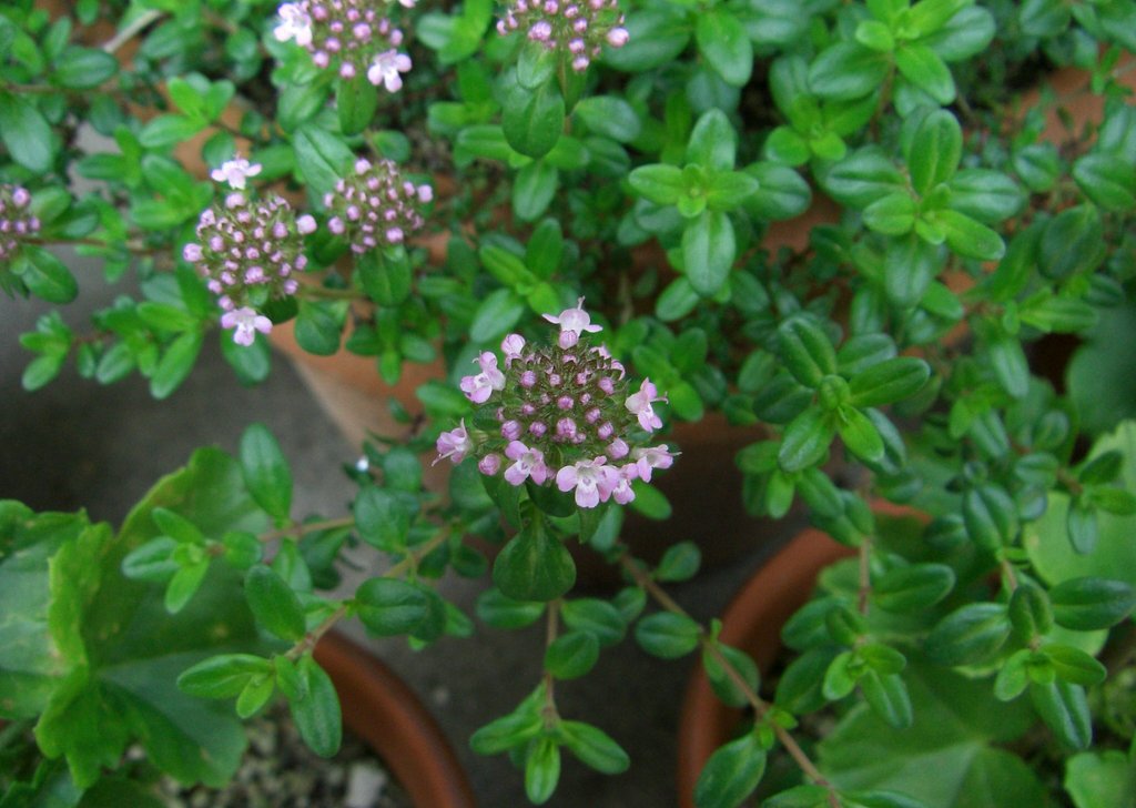 タイムの花