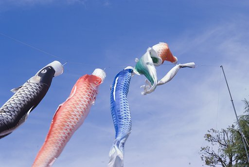 元気に泳ぐ鯉のぼり