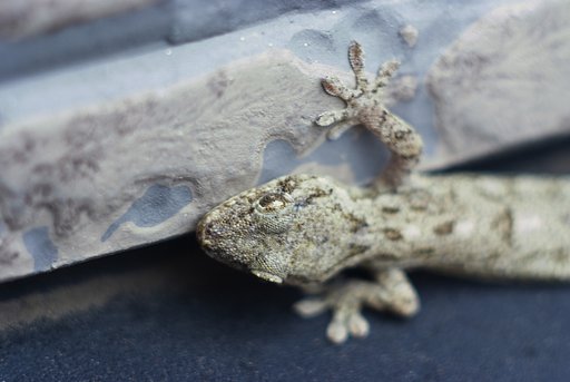 ヤモリ